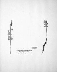 Botrychium lunaria image